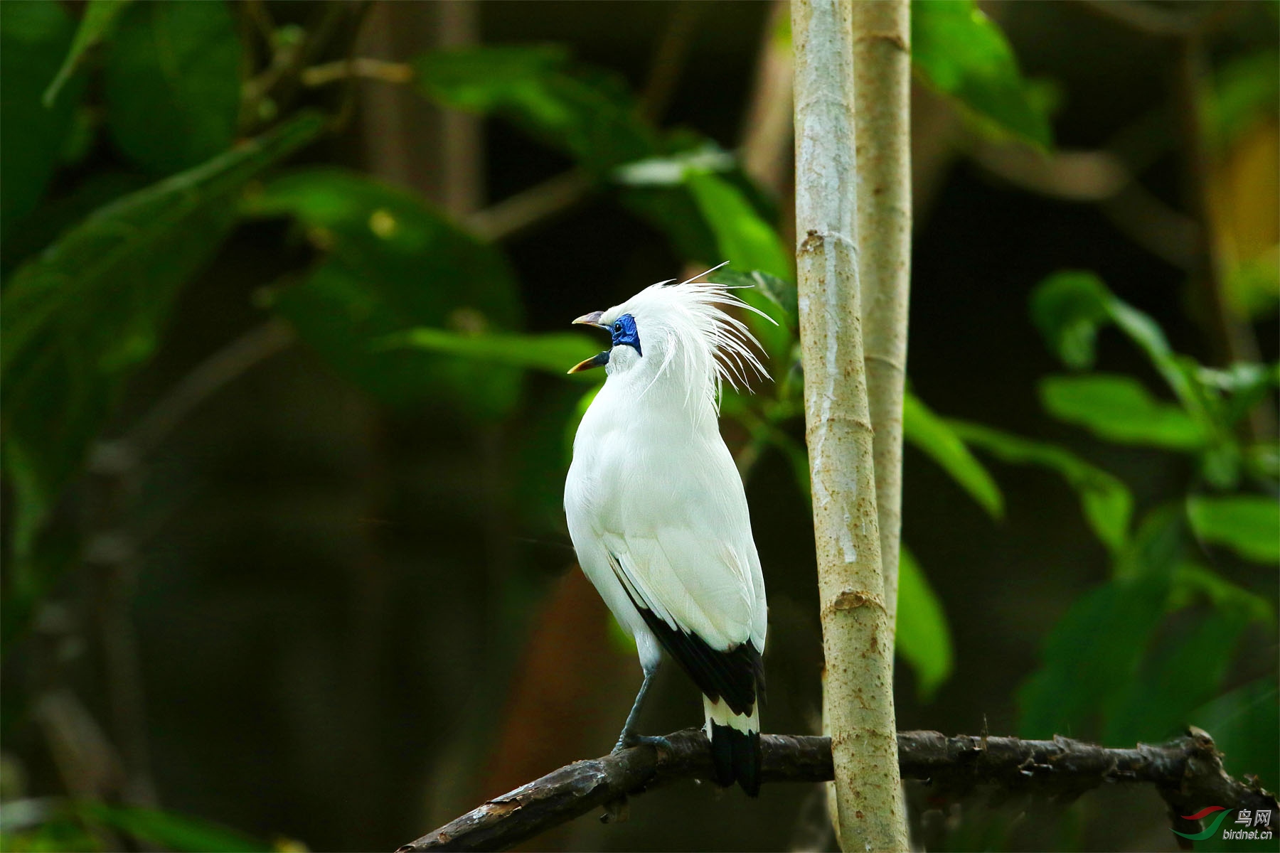 白八哥长冠八哥