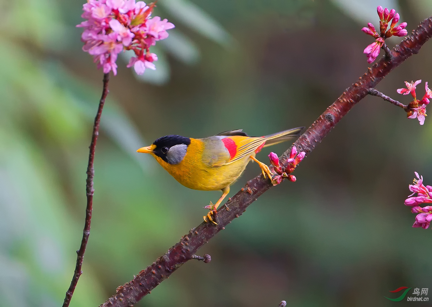 銀耳相思鳥 — 週末愉快