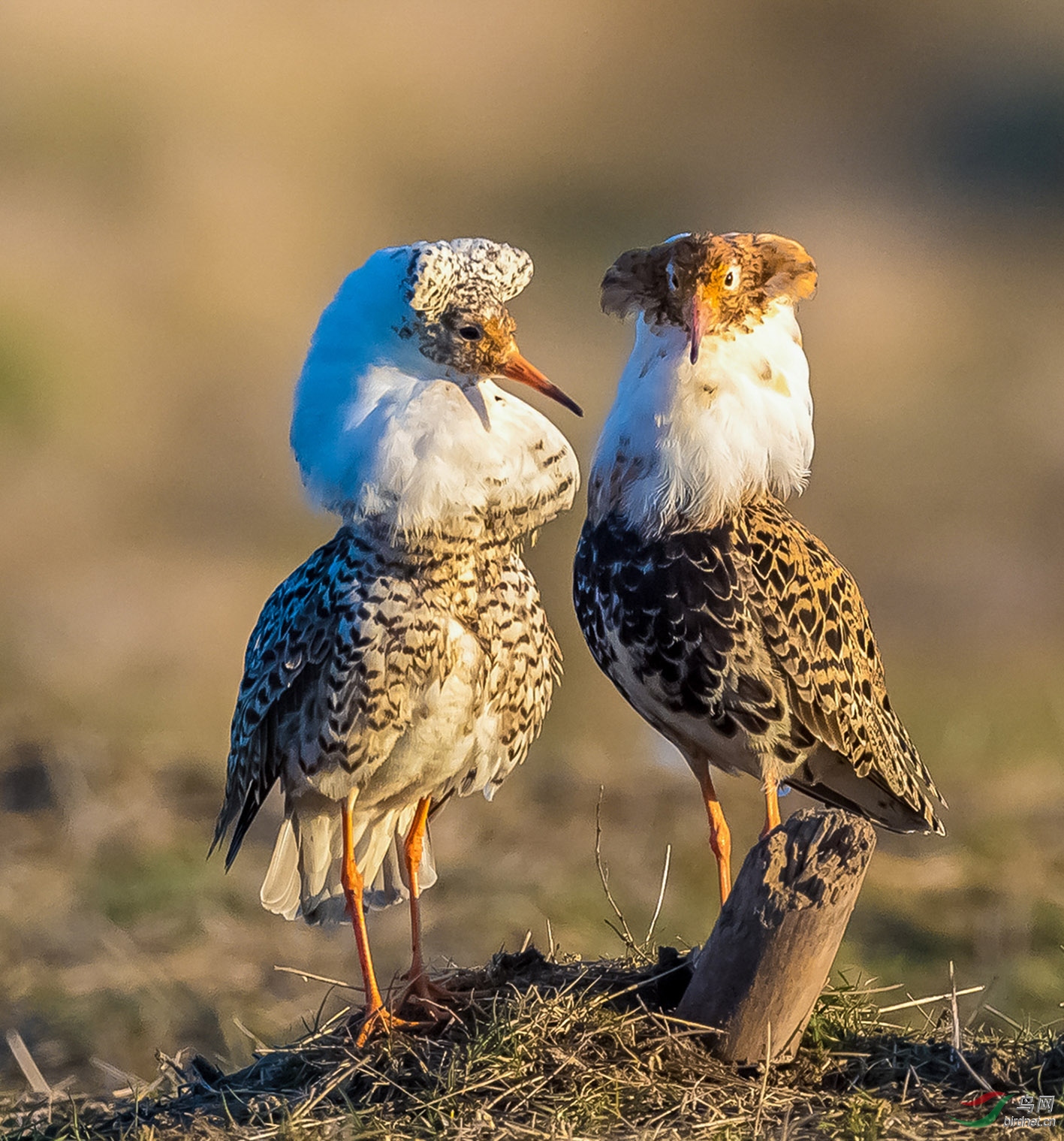 水鸟彩袍绅士流苏鹬
