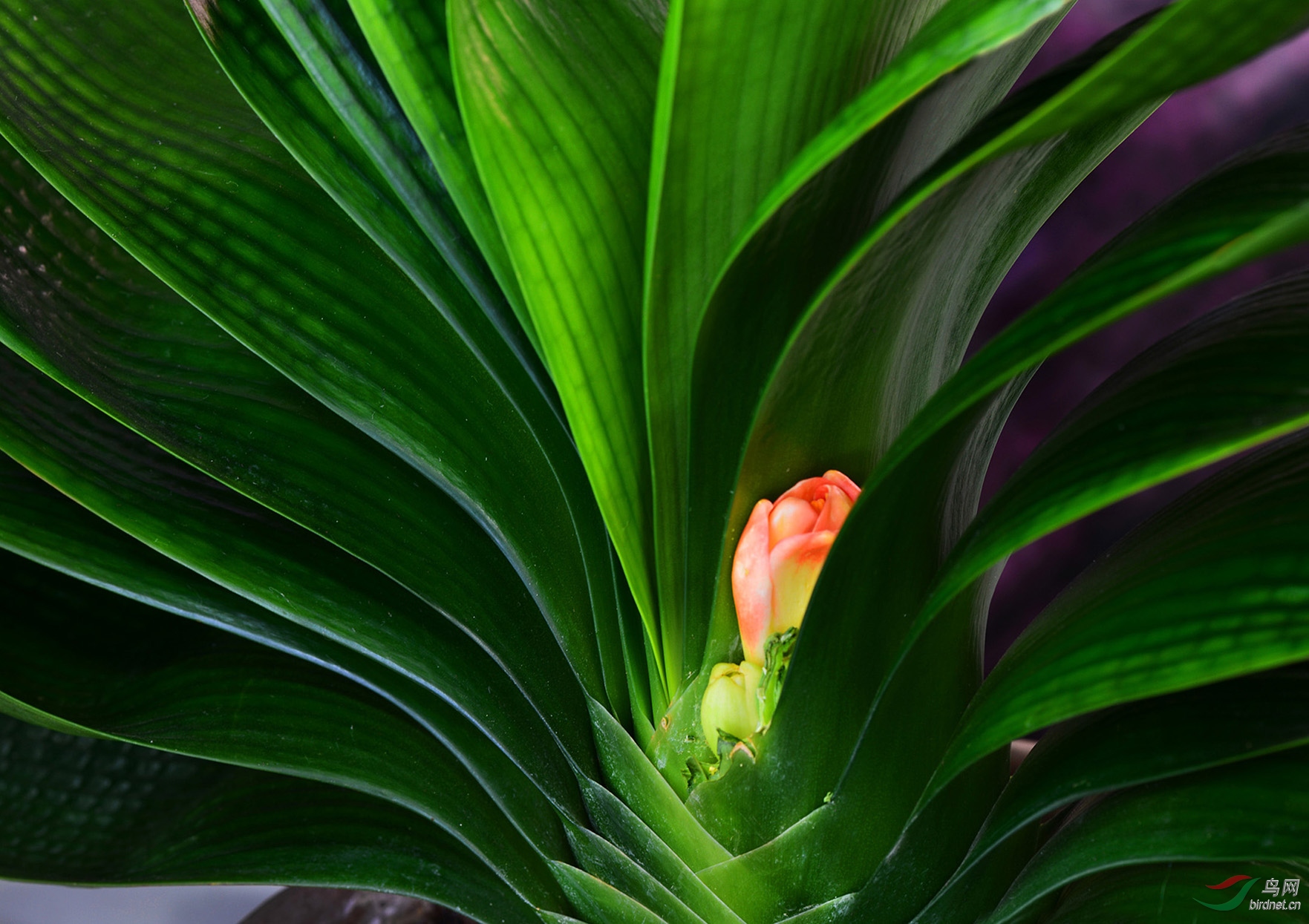 花迎盛世精品君子兰