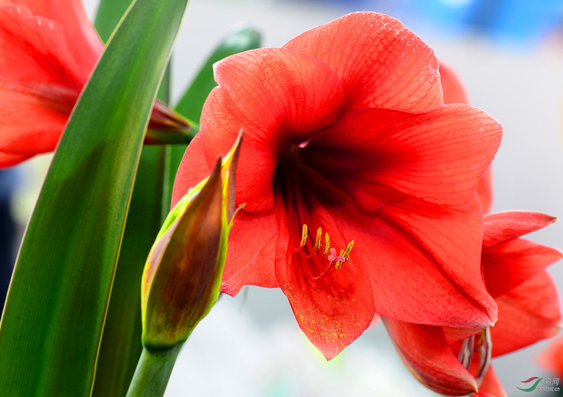 花迎盛世精品君子兰