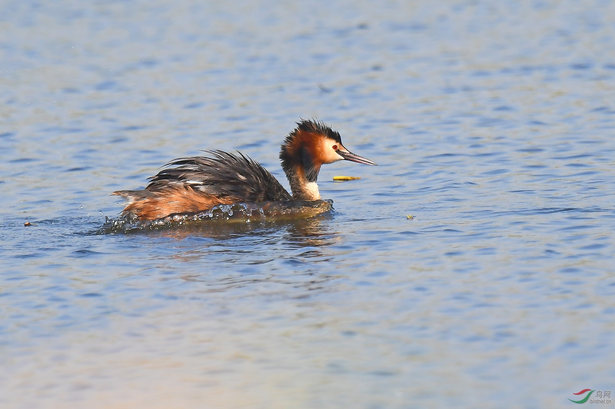 愉跃爽身3凤头䴙䴘