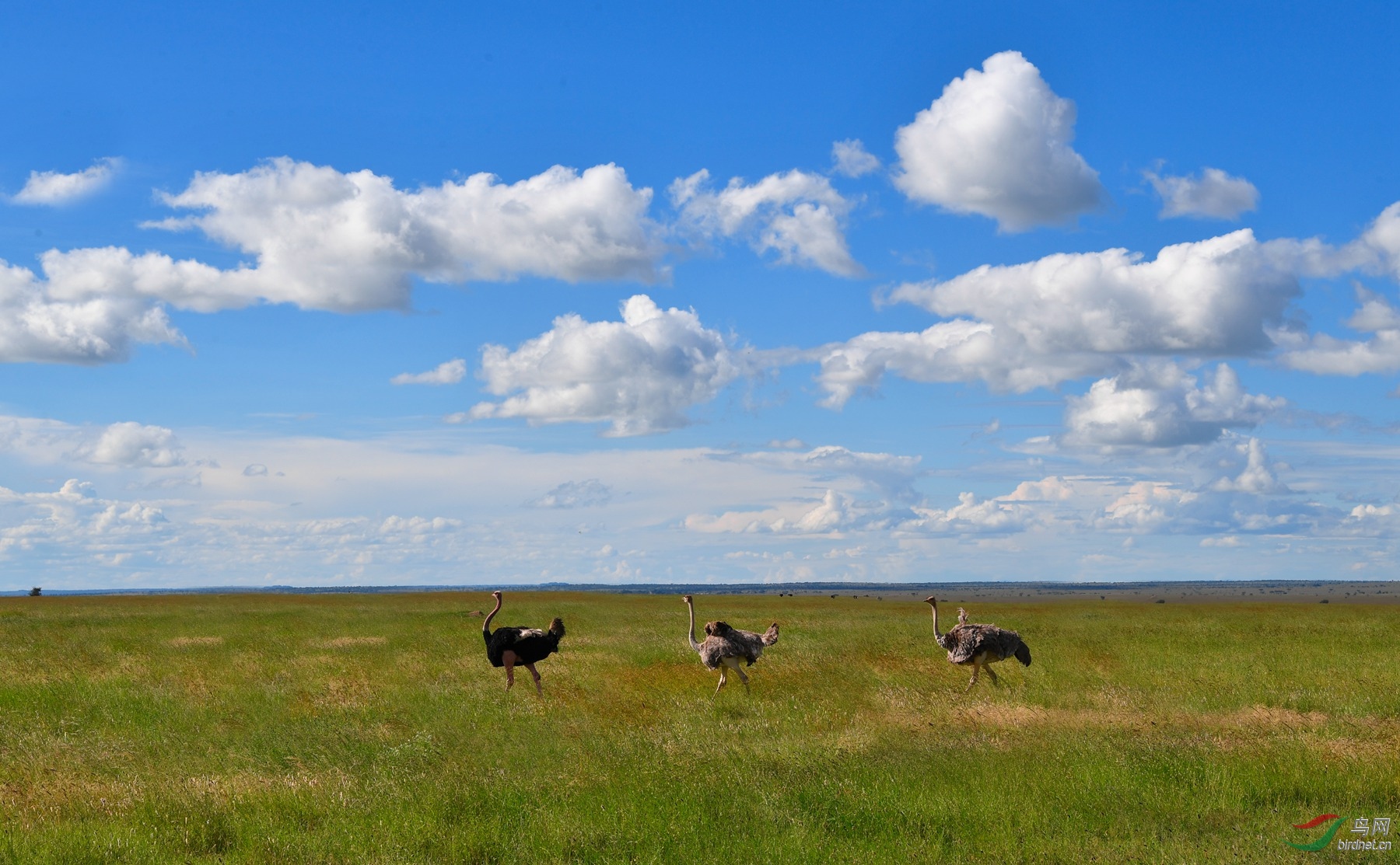 非洲草原鸵鸟