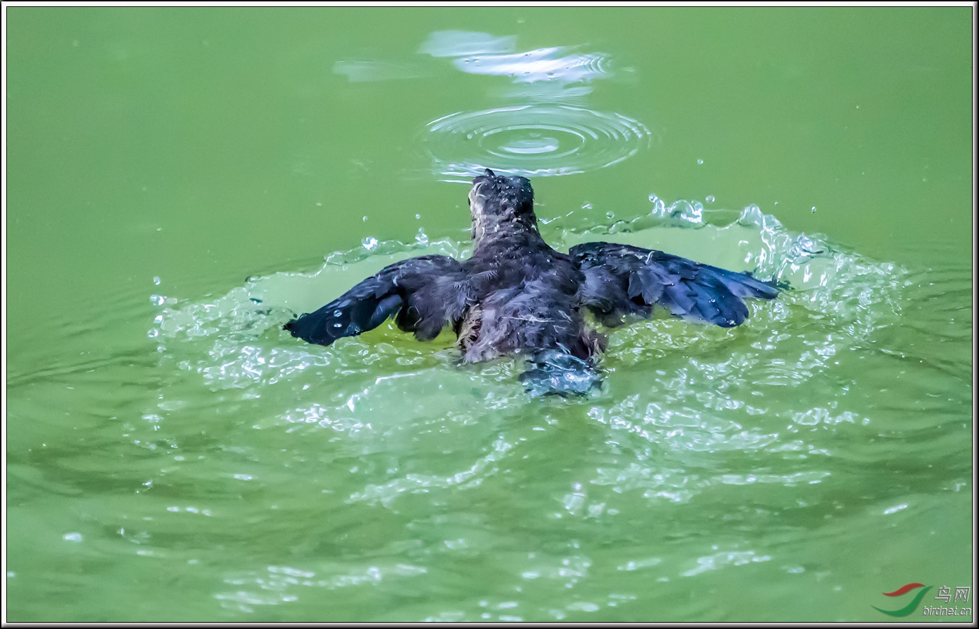 哇塞,小乌鸫竟然会游泳