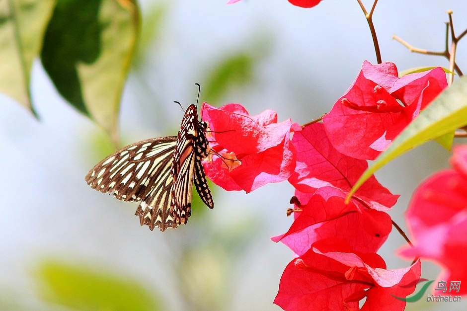 三角梅上的蝴蝶