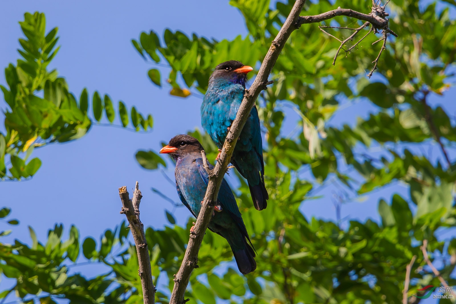 英文名:oriental dollarbird)属佛法僧目佛法僧科三宝鸟属,亦称老鸹翠