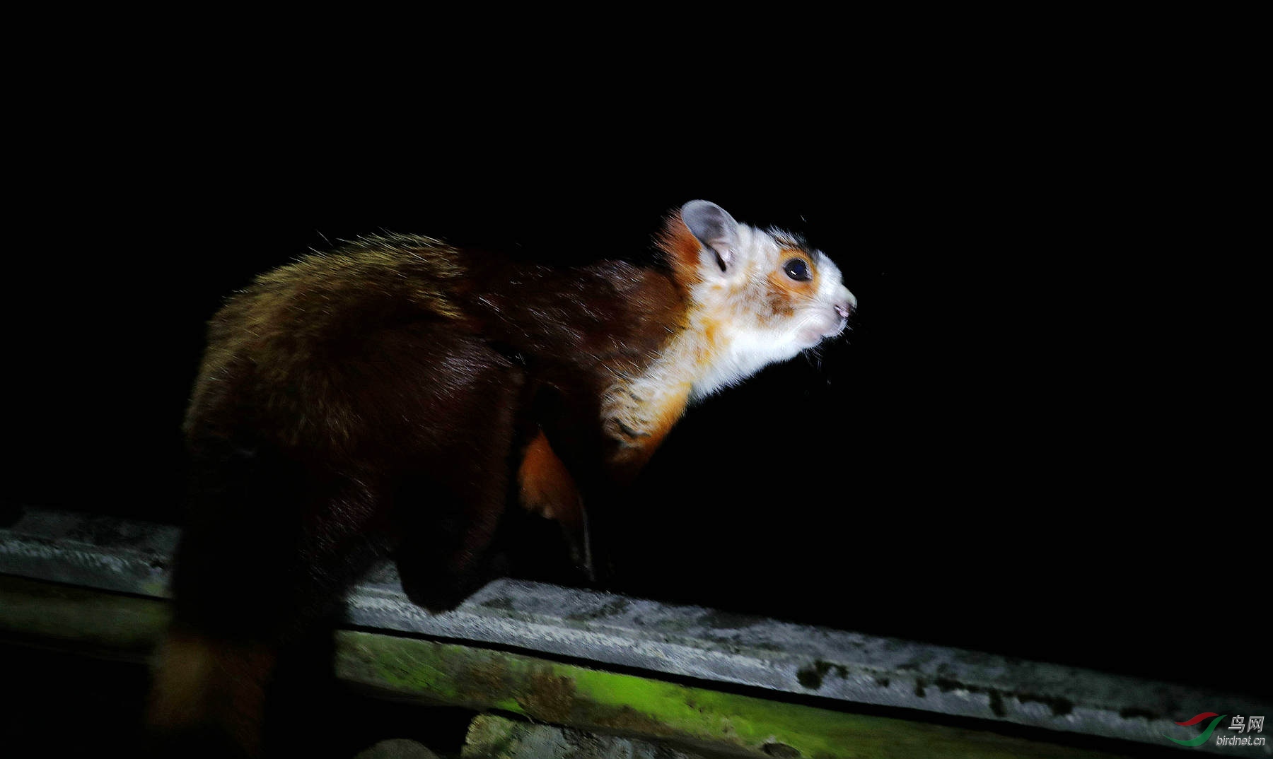 红白鼯鼠