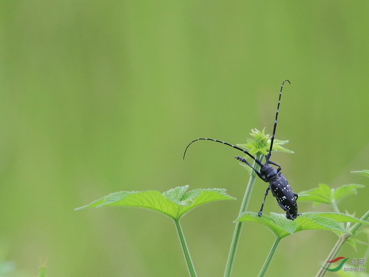 论坛 69 主题区 69 昆虫与微距 69 天牛