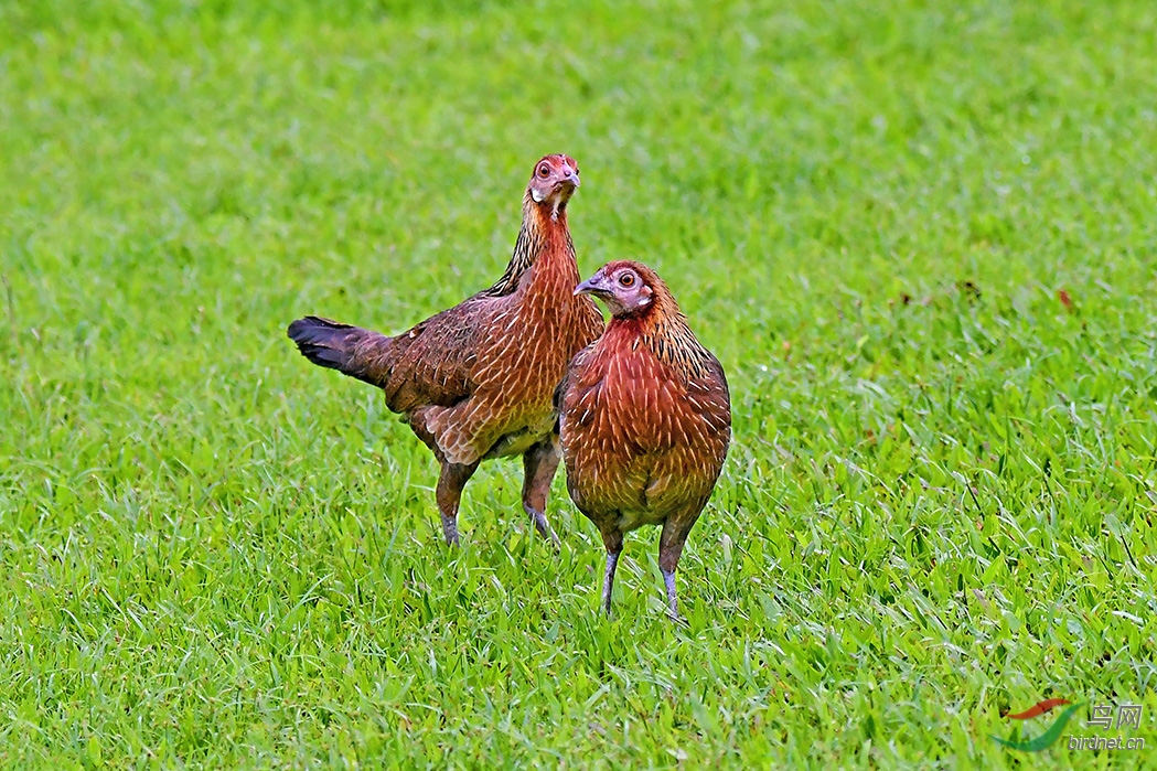 野生原鸡亚成鸡