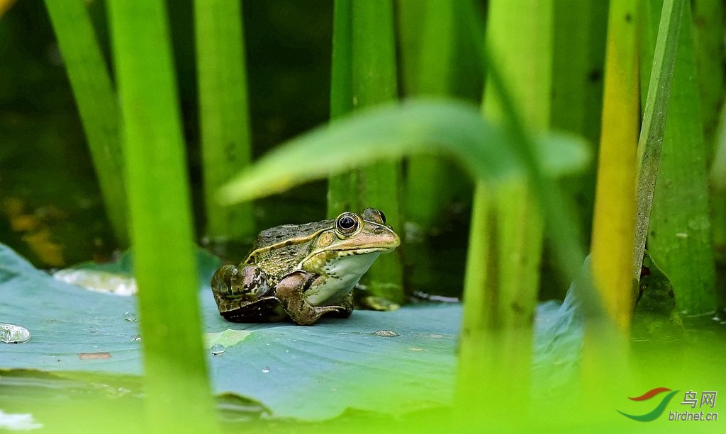 荷叶青蛙2018