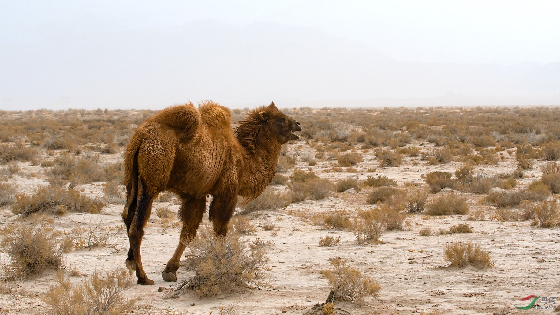 野骆驼