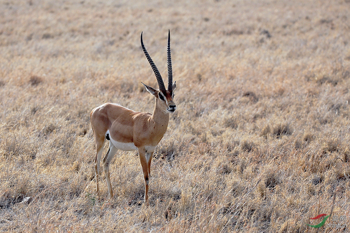 葛氏瞪羚贺获首页动物精华