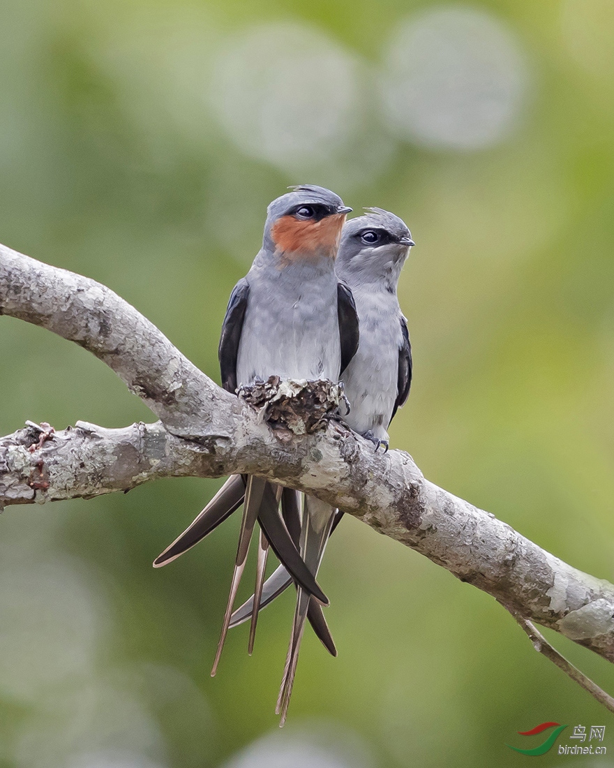 (凤头雨燕)云南盈江凤头雨燕短视频