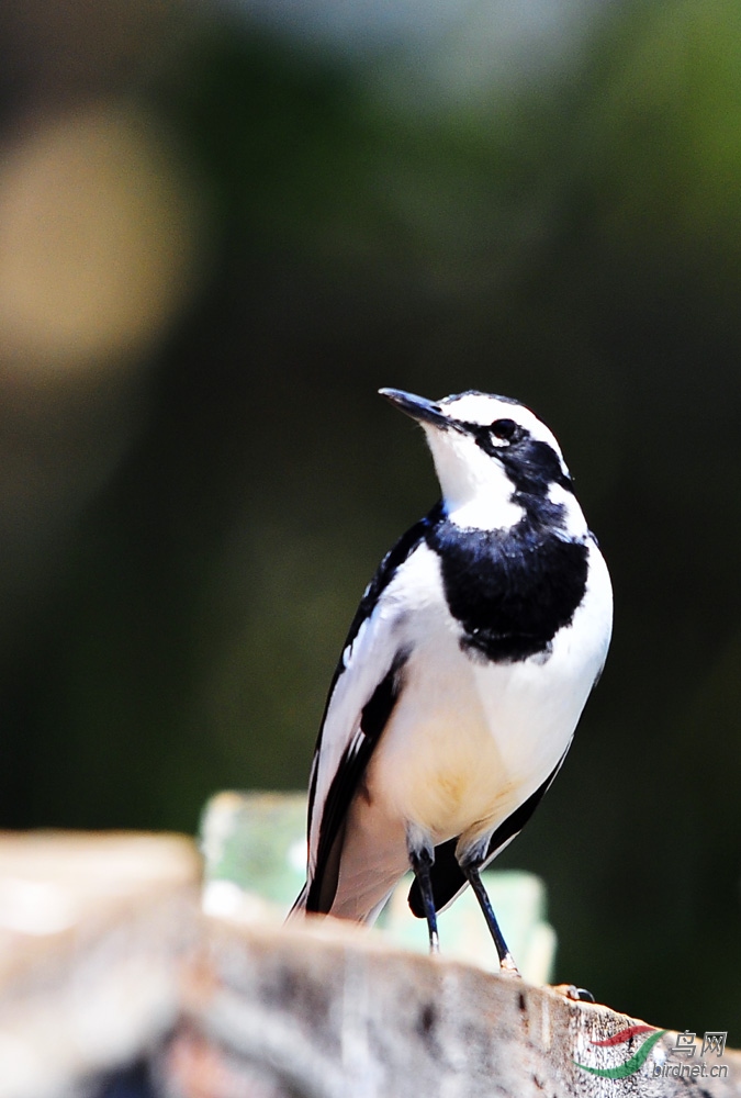 非洲中型鸟系列云八非洲斑班鹡 