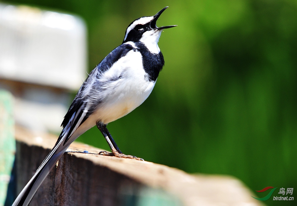 非洲中型鸟系列云八非洲斑班鹡 