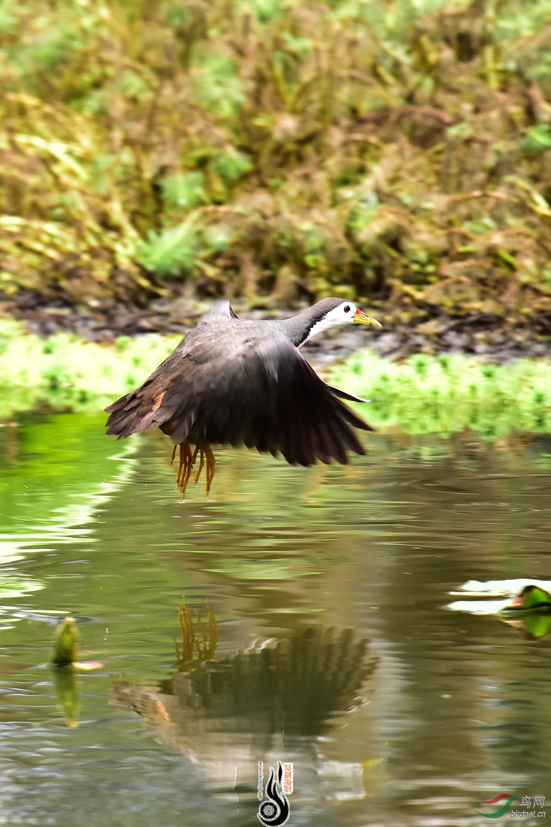 DSC_1154.JPG
