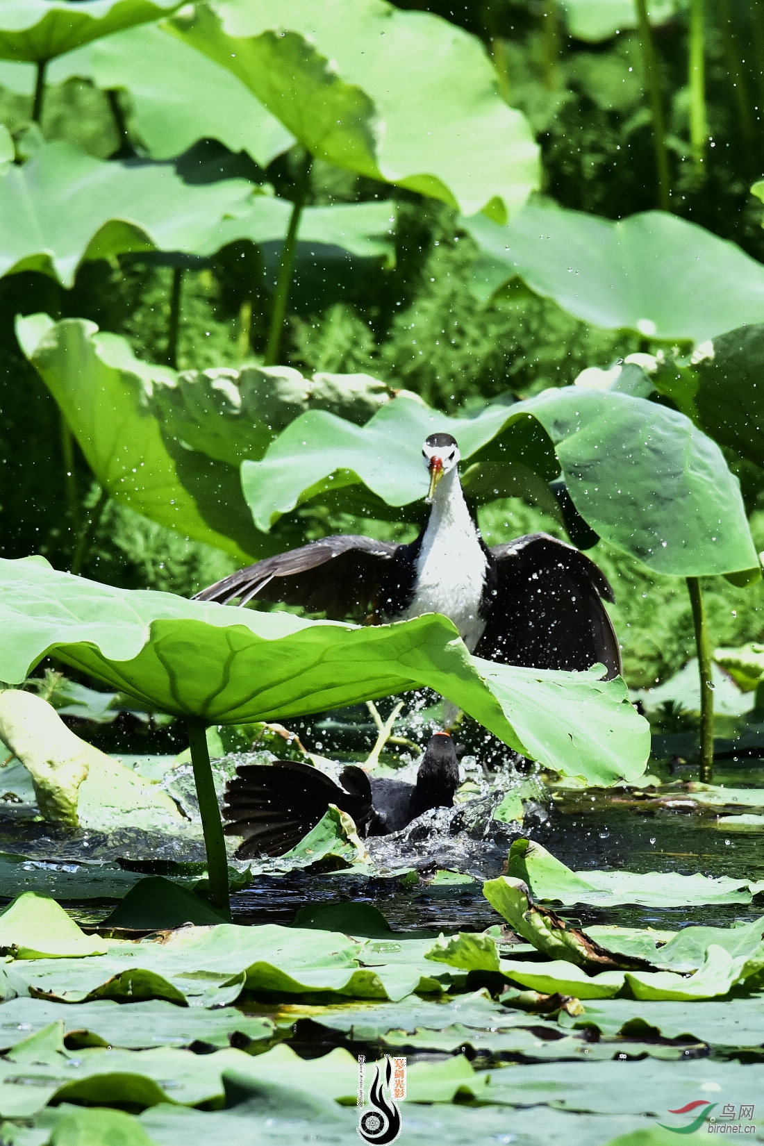 DSC_1479.JPG
