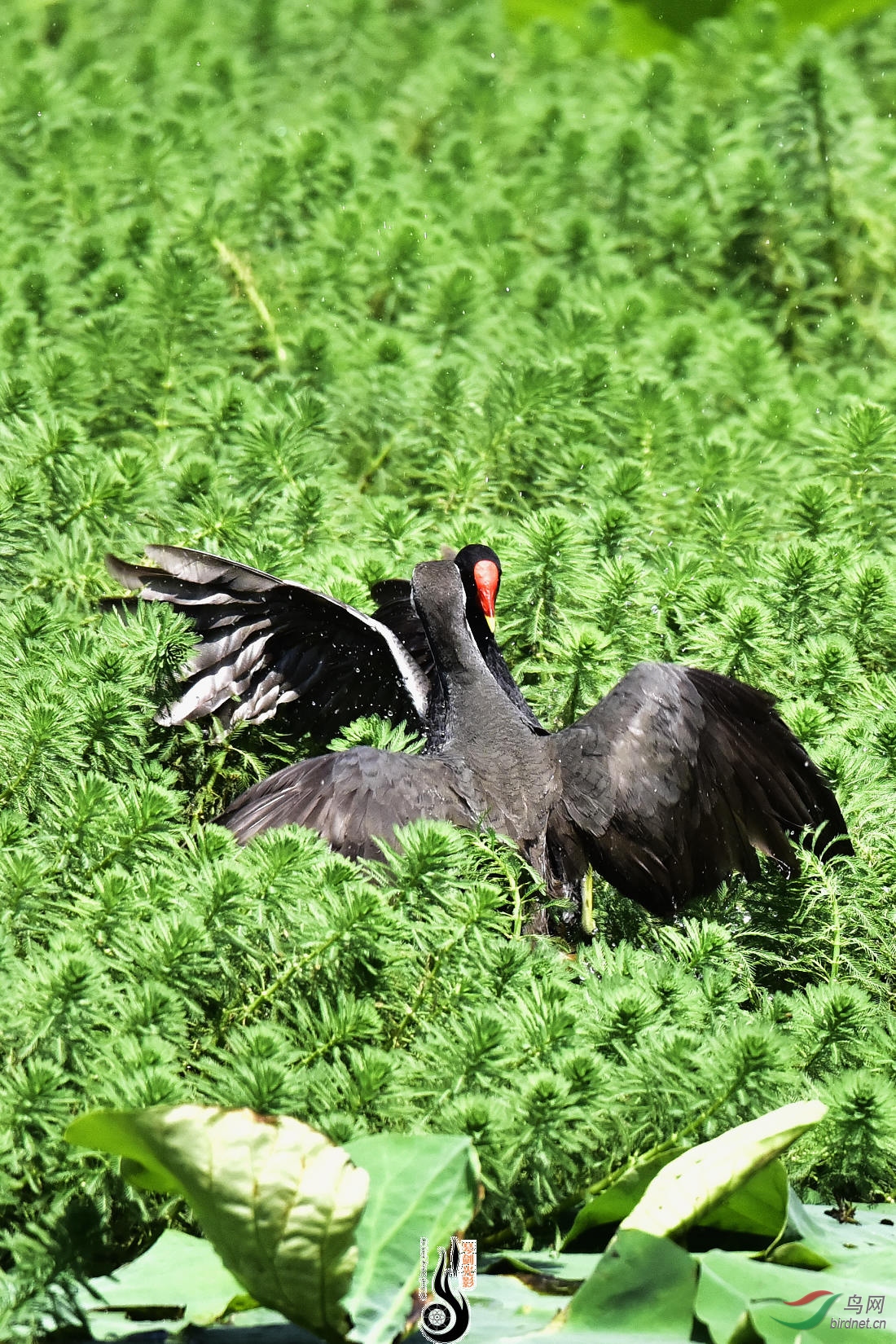 DSC_1485.JPG