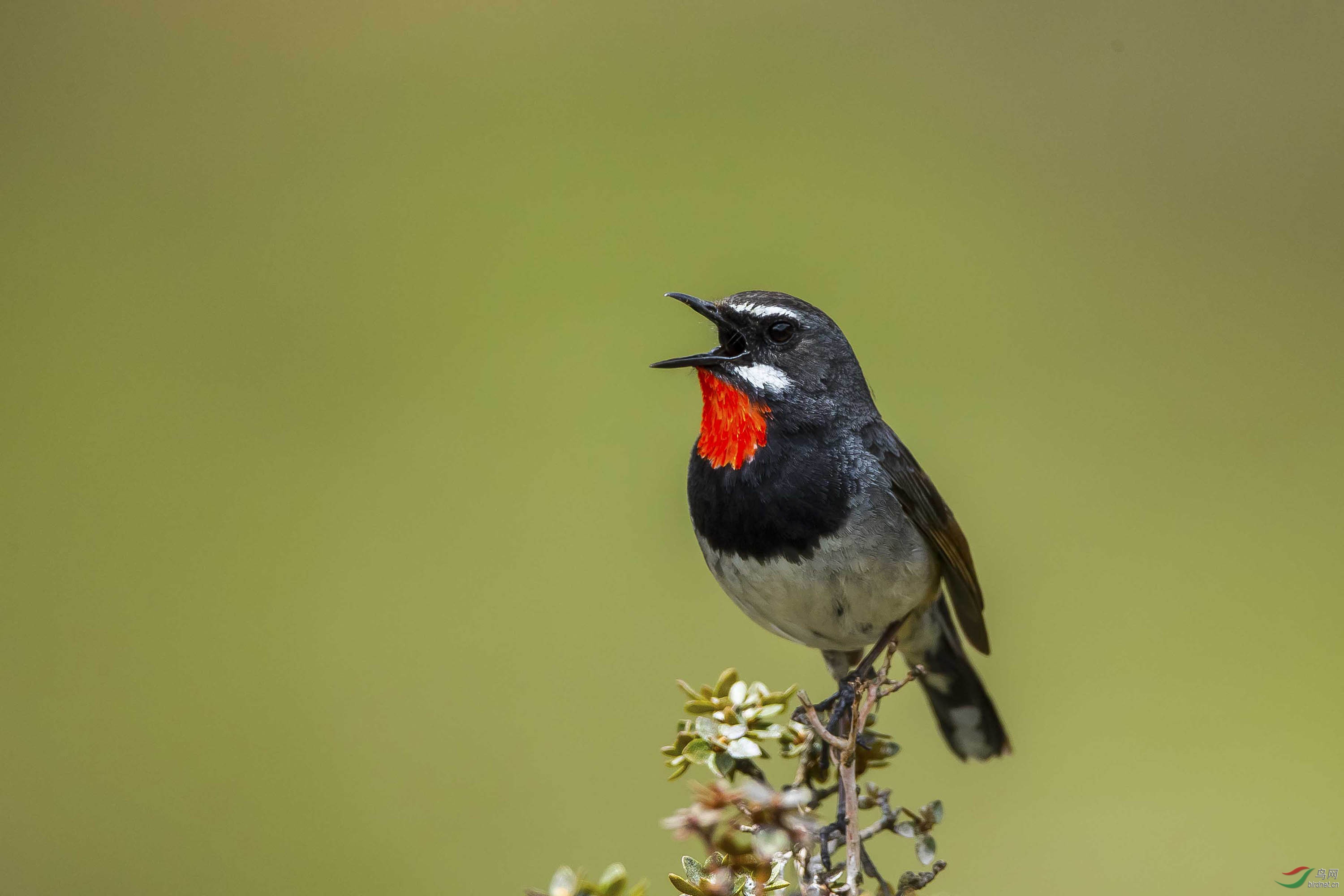 高歌——黑胸歌鸲