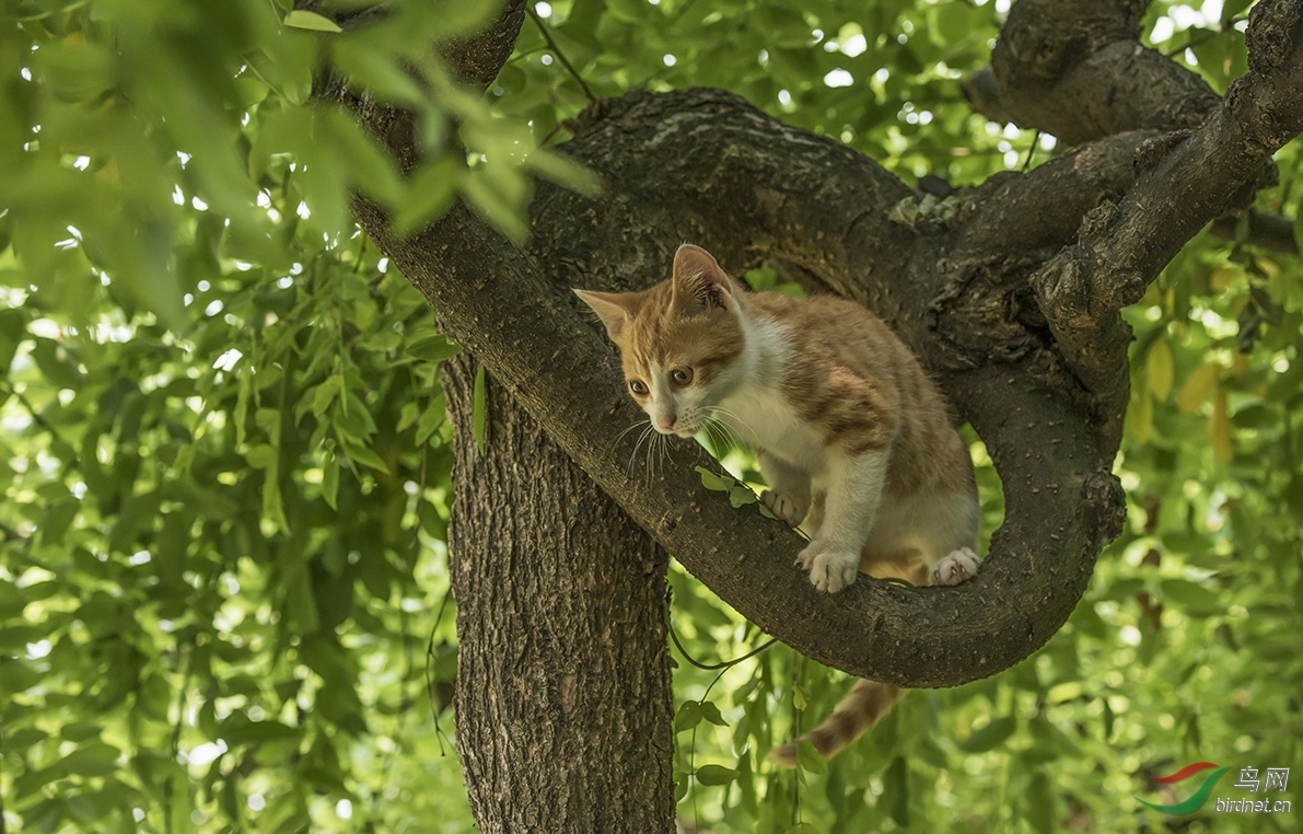 林中玩耍的野猫