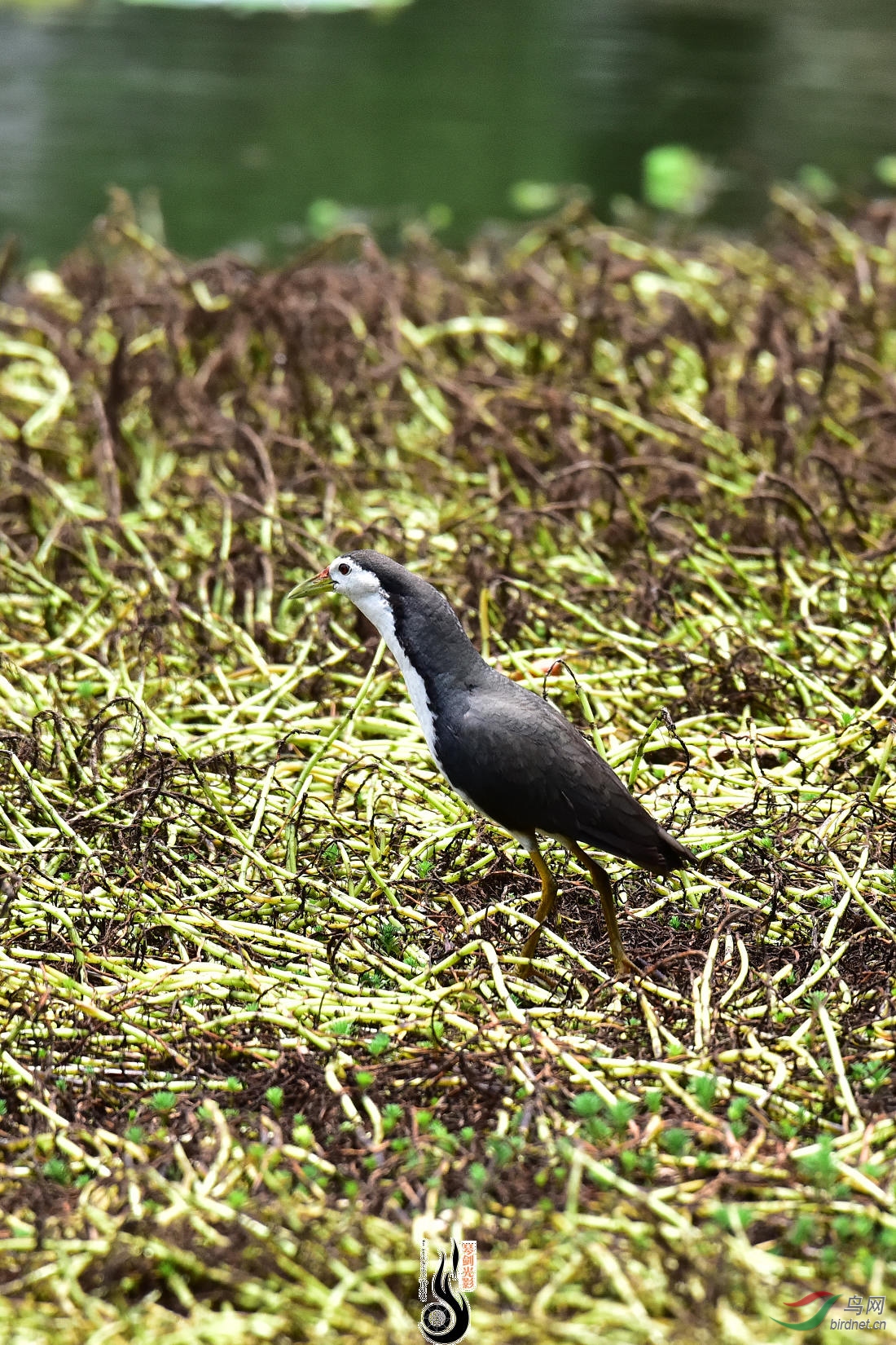 DSC_1819.JPG