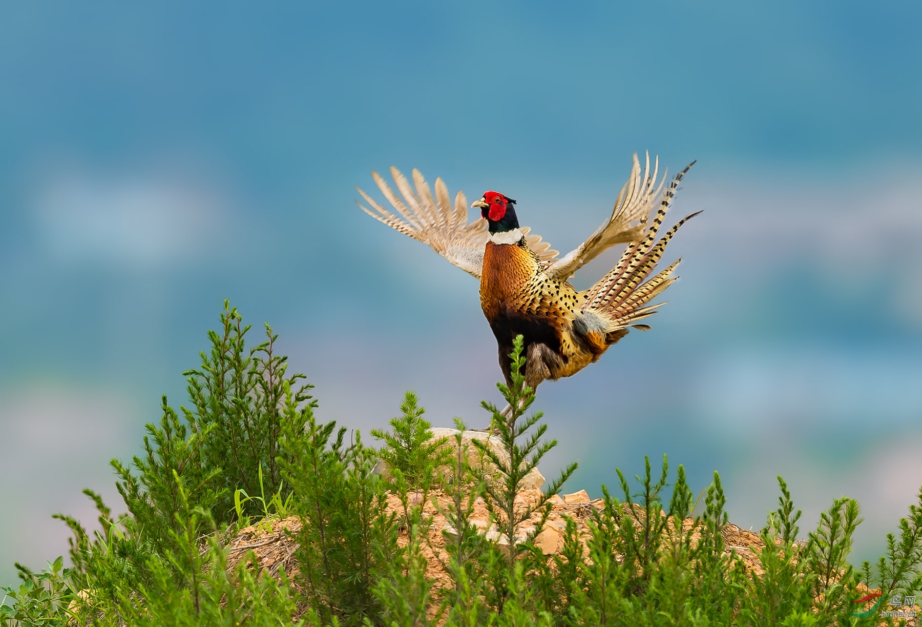 雄鸡展翅【恭贺老师荣获首页精华】