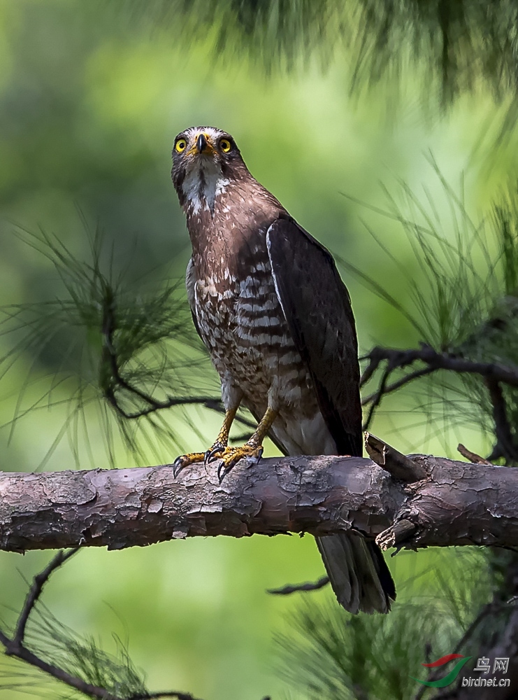 灰脸鵟鹰的飞与静