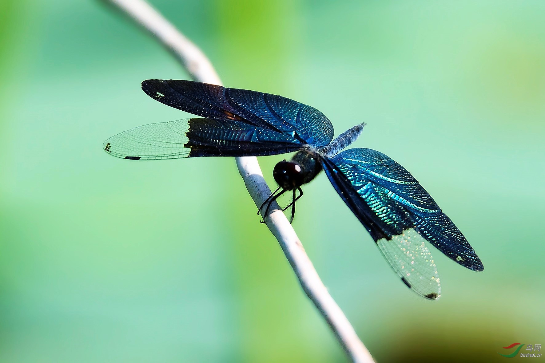 黑丽翅蜻蜓