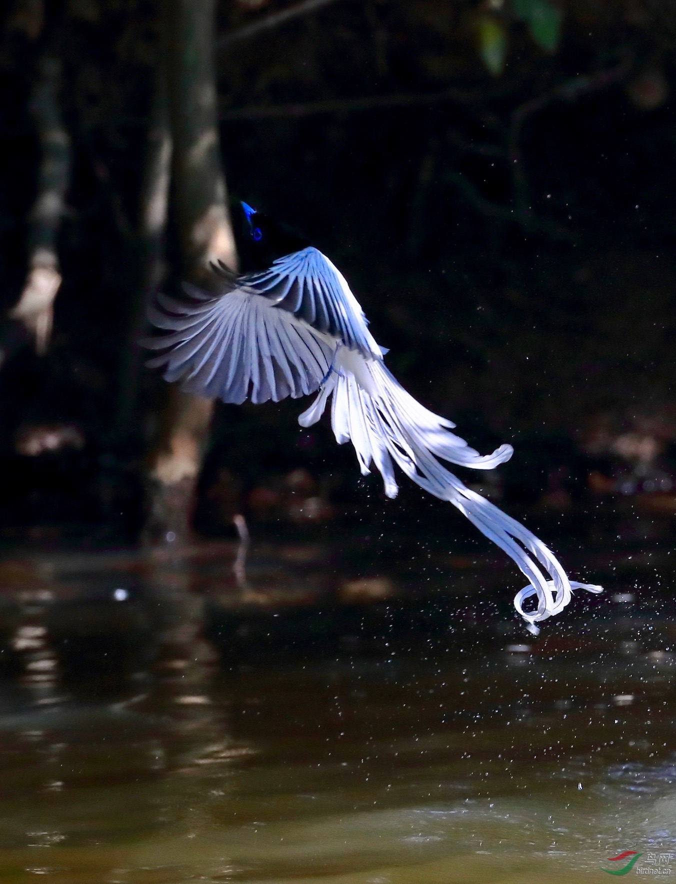 林中仙子-绶带鸟