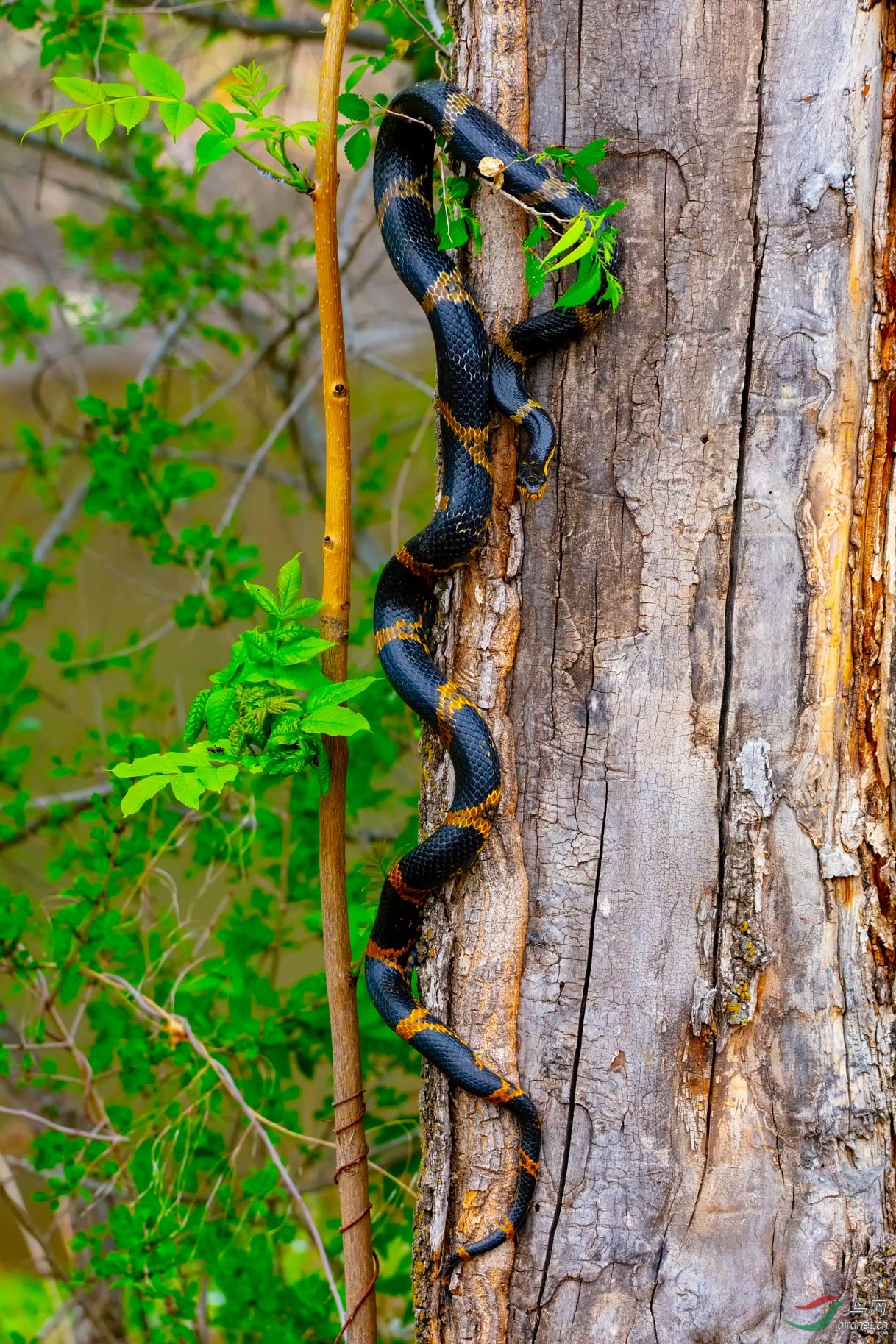 热带雨林的毒蛇图片