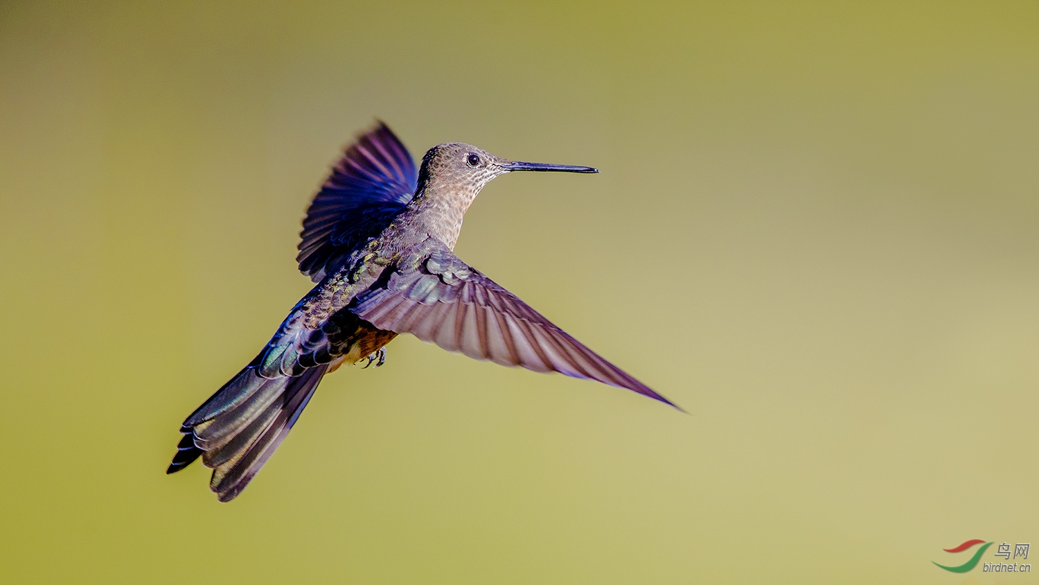 厄瓜多尔巨蜂鸟