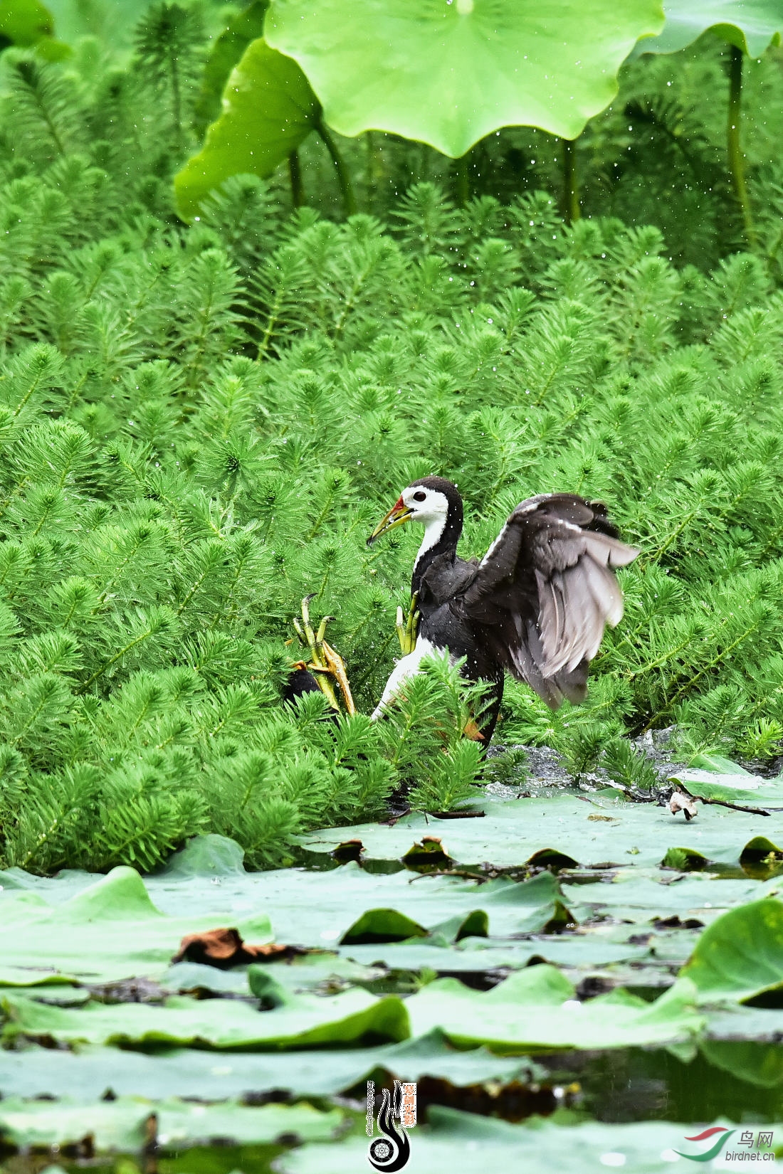 DSC_2048.JPG