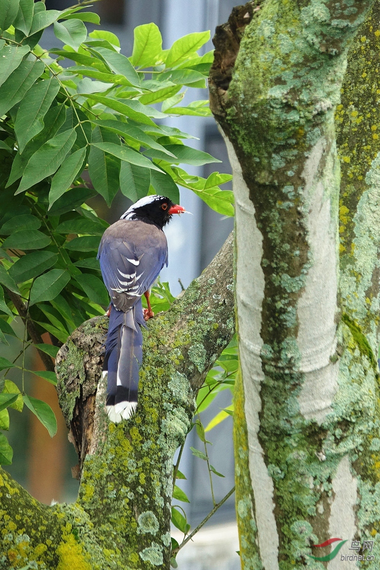 10�׾��룬SONY DSC-RX10M3 �вü�