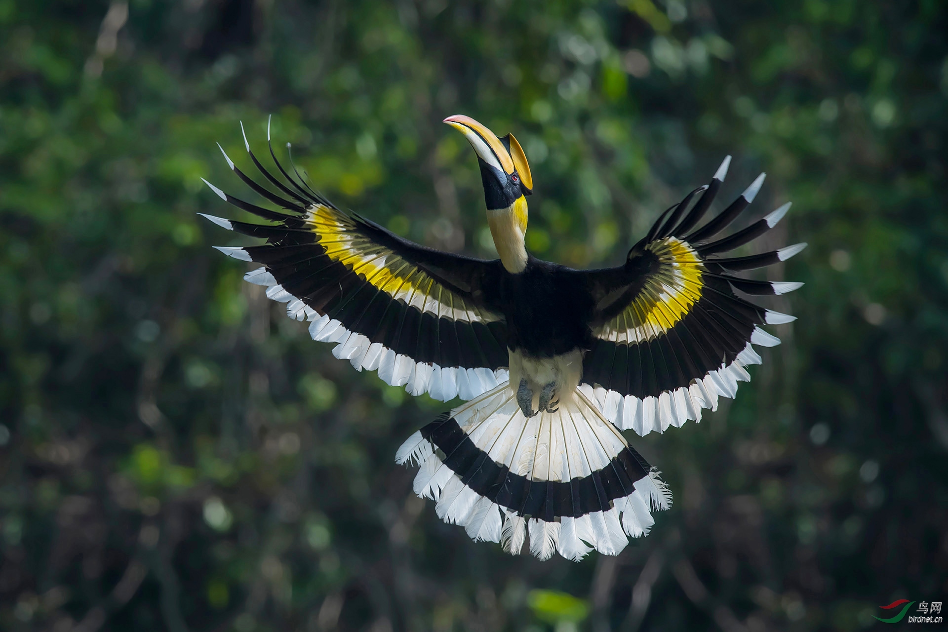 双角犀鸟 ( 祝贺荣获首页鸟类精华 )