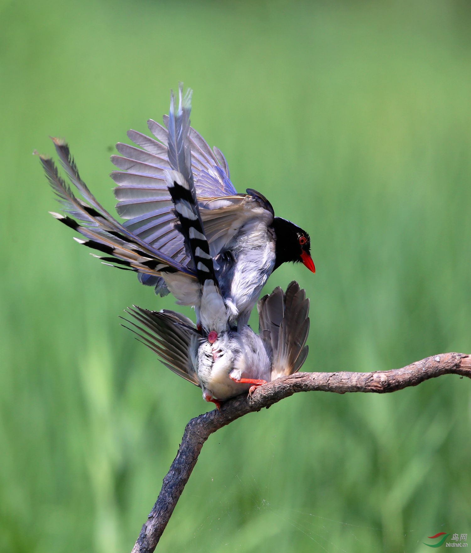 红嘴蓝鹊交尾图