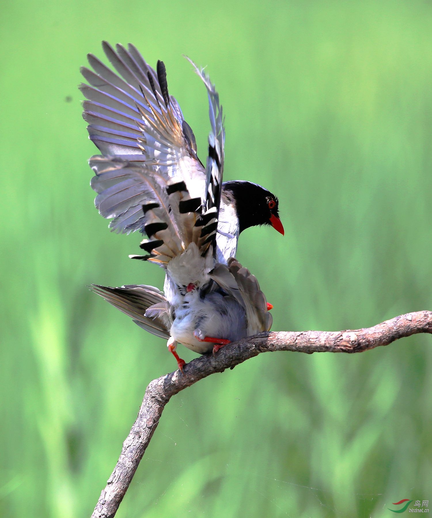红嘴蓝鹊交尾图
