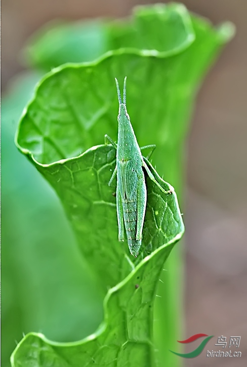 绿色的虫子会飞像蚂蚱图片