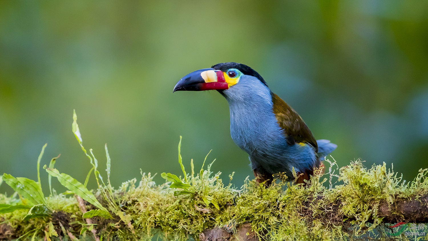 南美扁嘴山巨嘴鸟