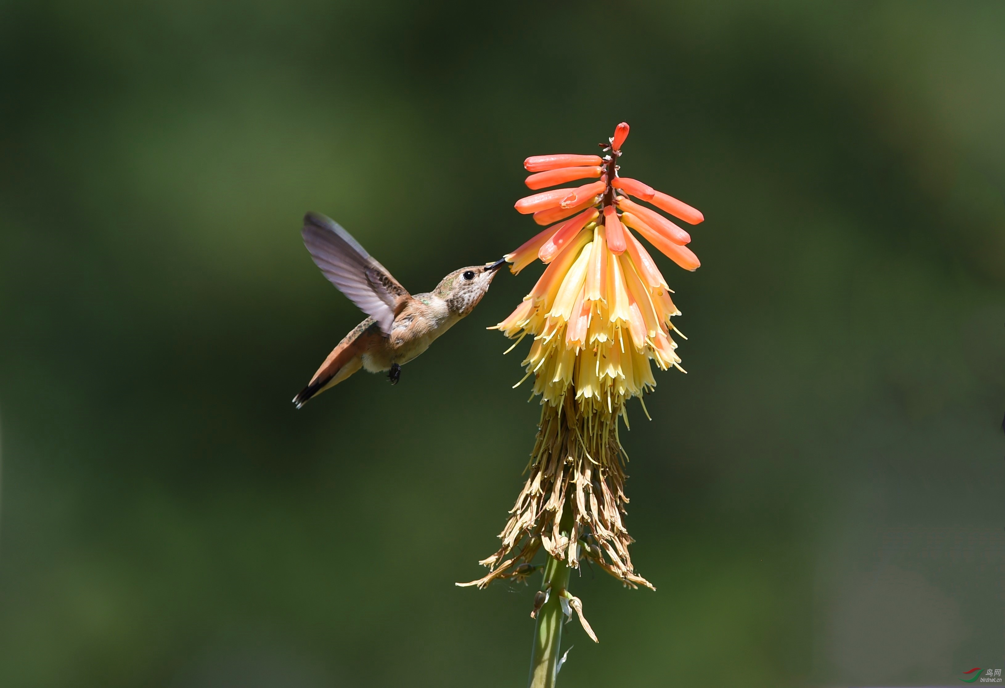 【宽尾煌蜂鸟】