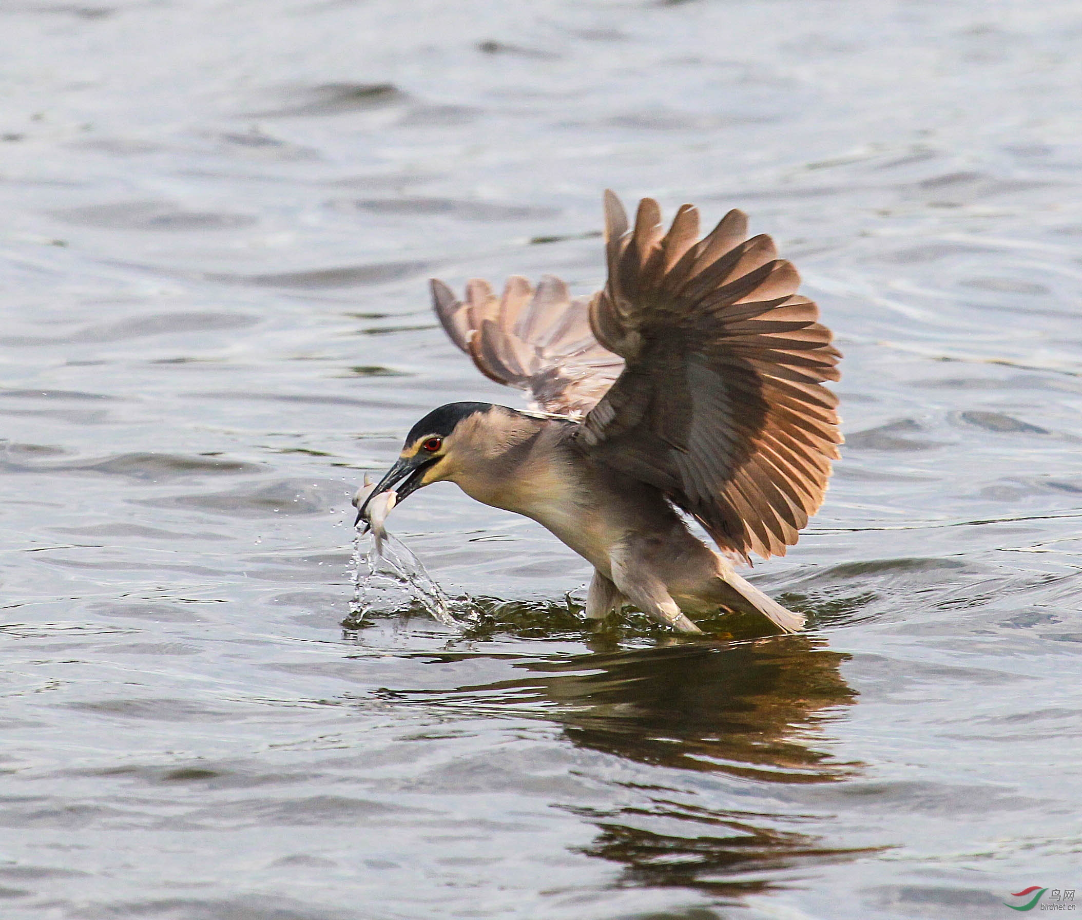 夜鹭抓鱼