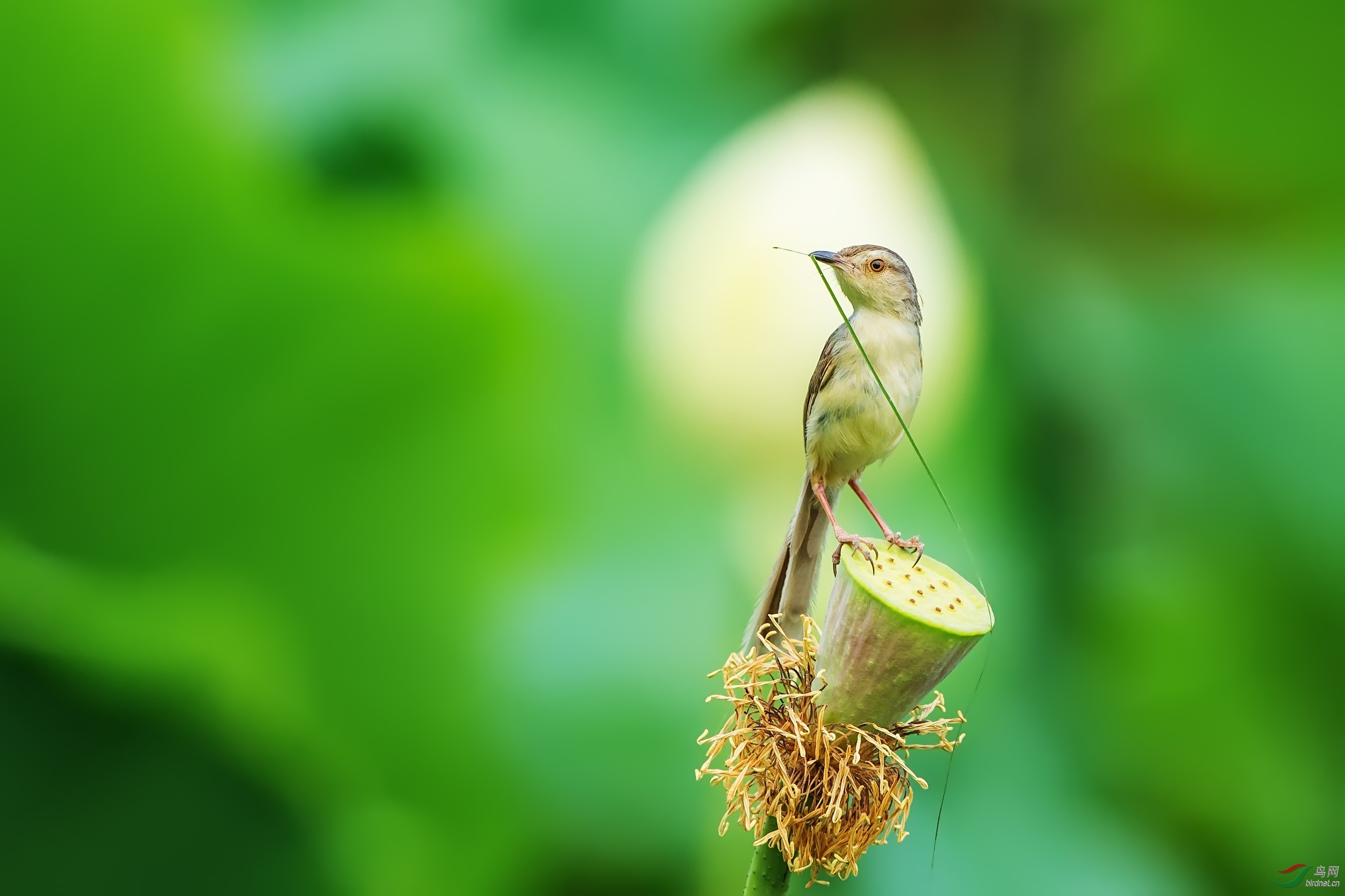 在世观音 - 湖北版 hubei 鸟网