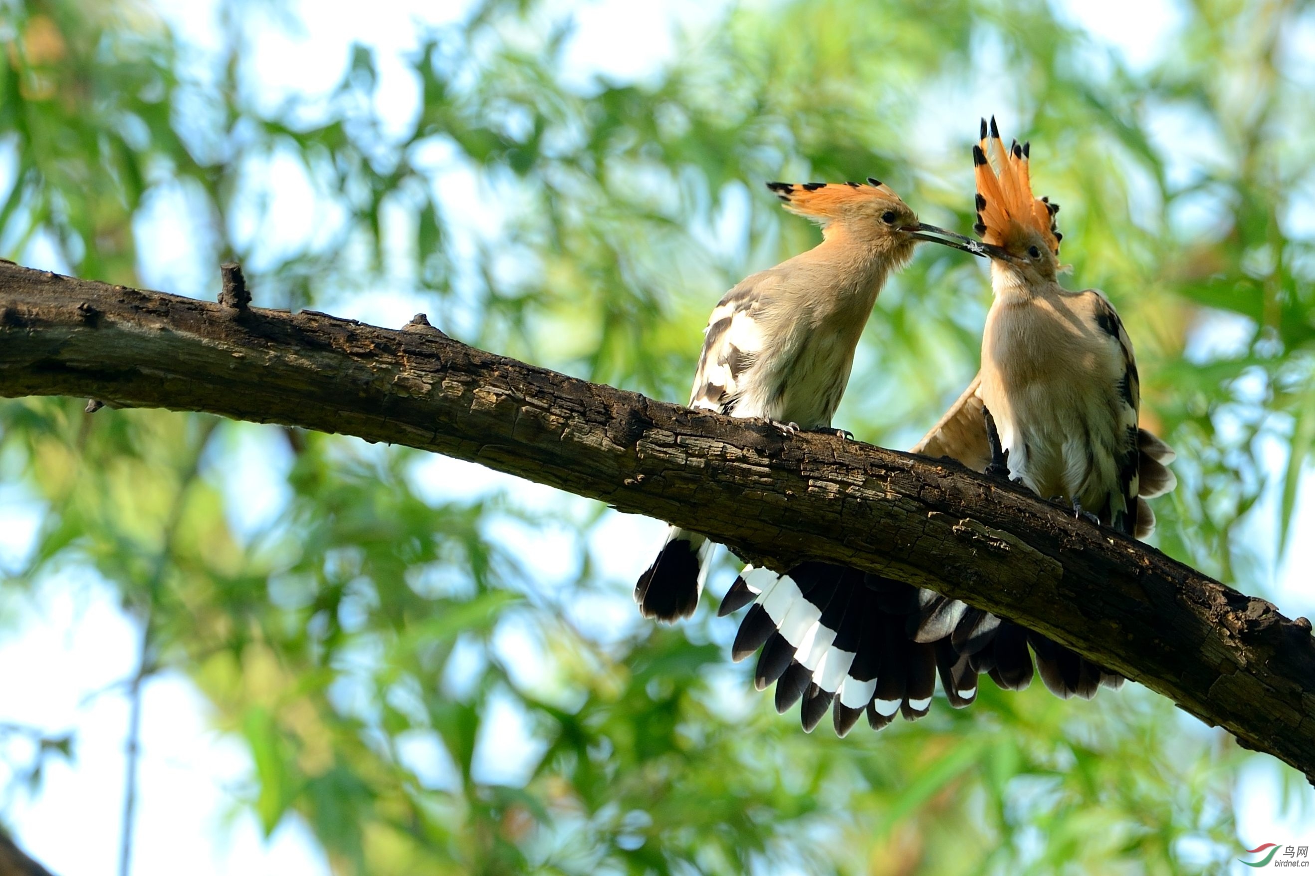 小戴胜互相帮助的故事