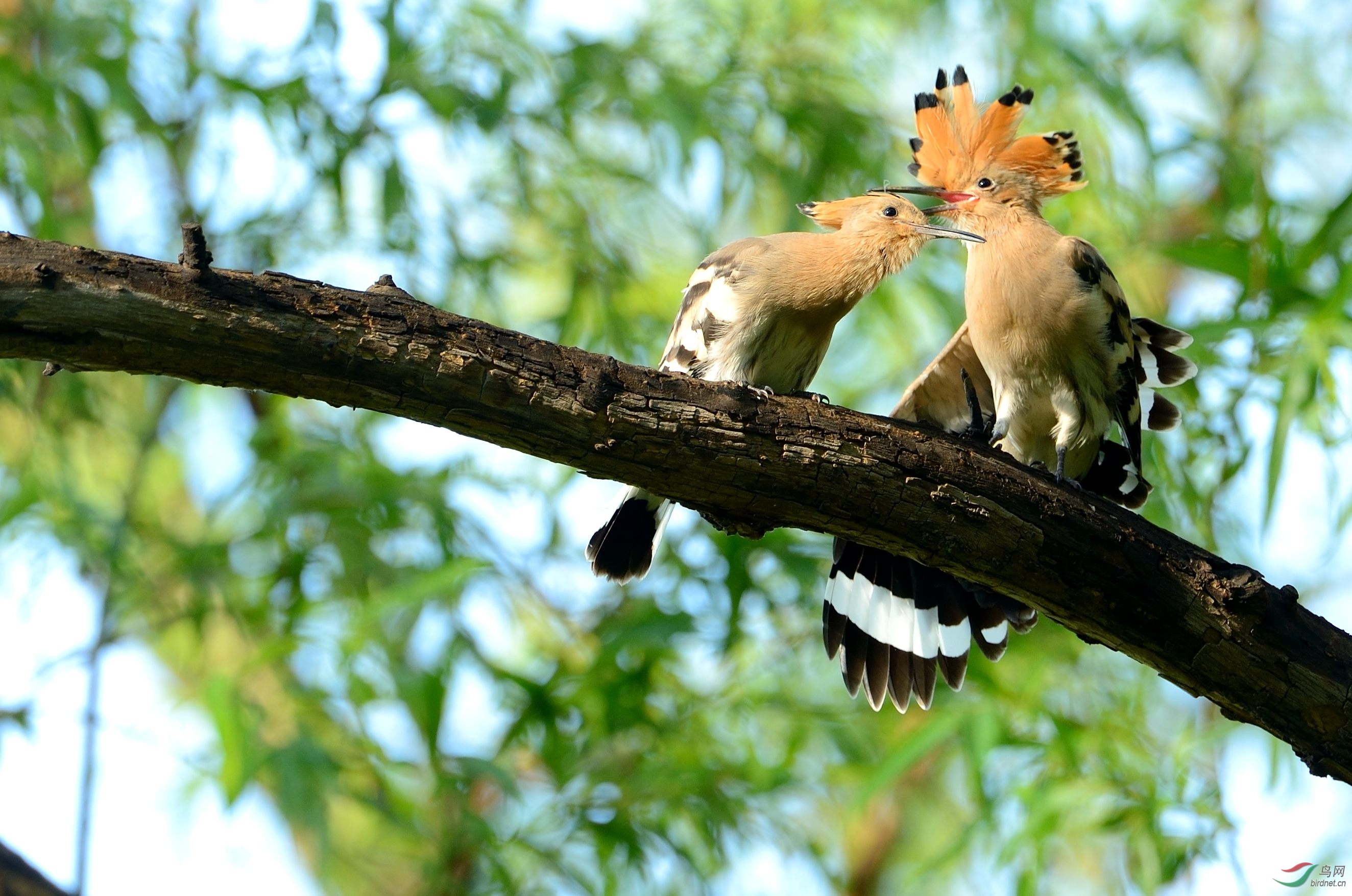 小戴胜互相帮助的故事
