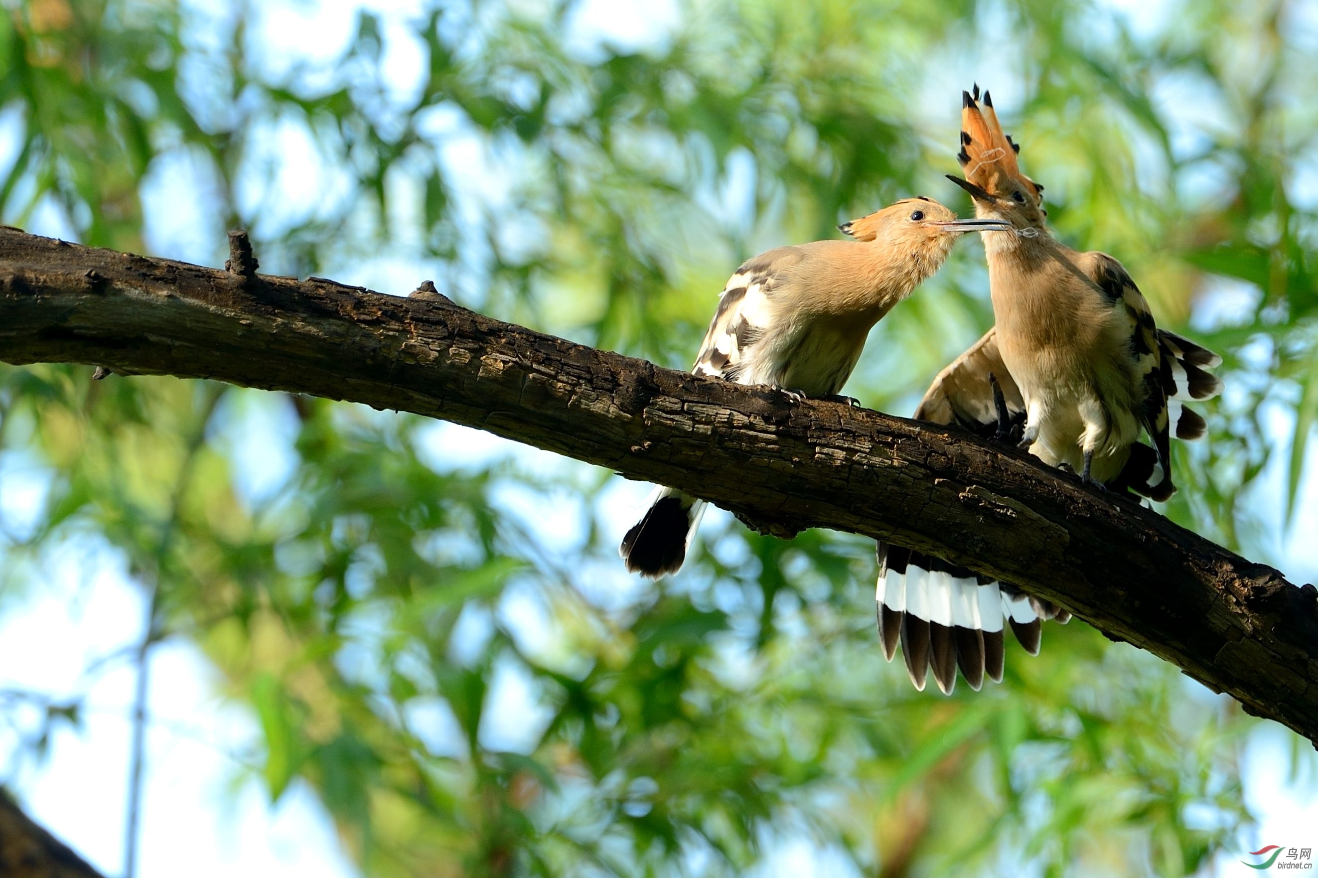 小戴胜互相帮助的故事