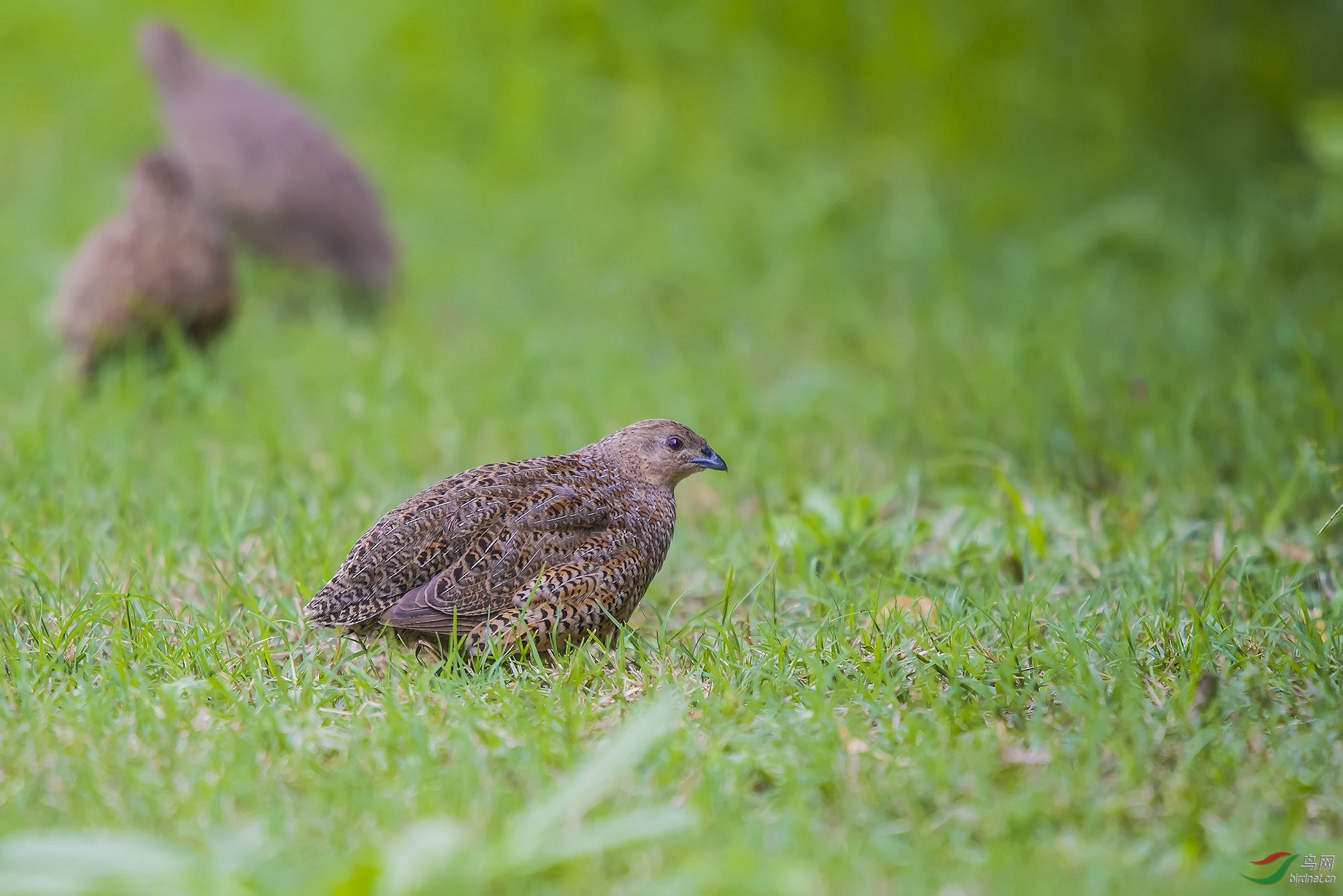 草地精灵----澳洲鹌鹑