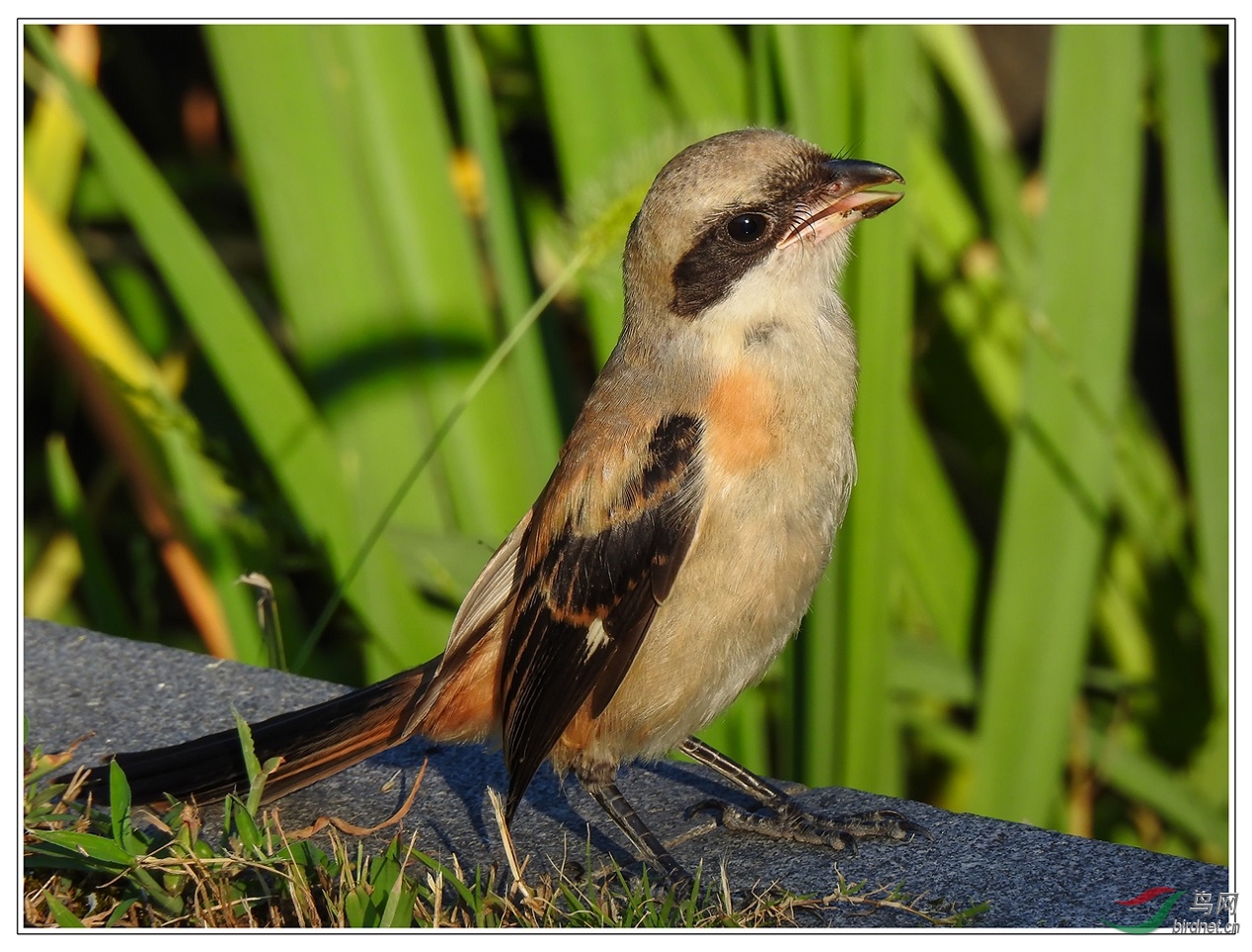 6�׵��ر������ǳ�