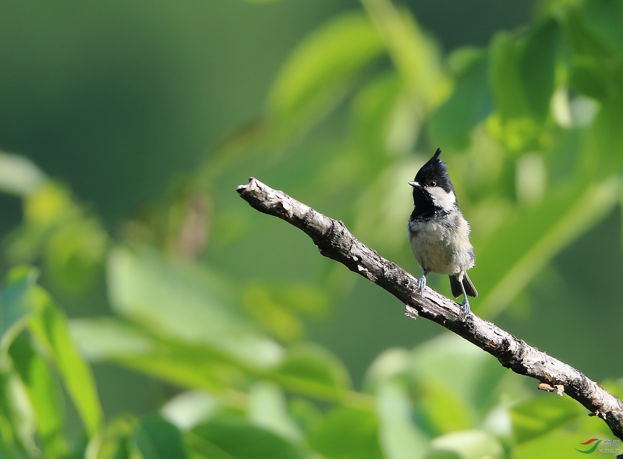 太行山脉的野生鸟(太行山鸟010)——煤山雀