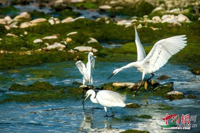 [野生动植物]济南玉符河湿地生态环境优渥引白鹭栖息