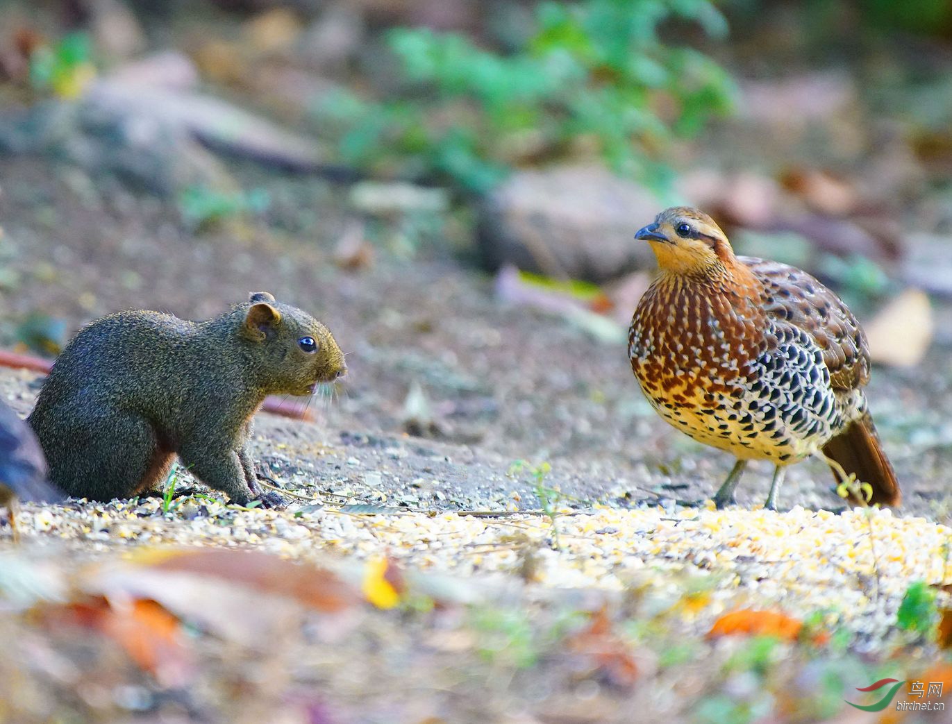 对峙——棕胸竹鸡与红腹松鼠