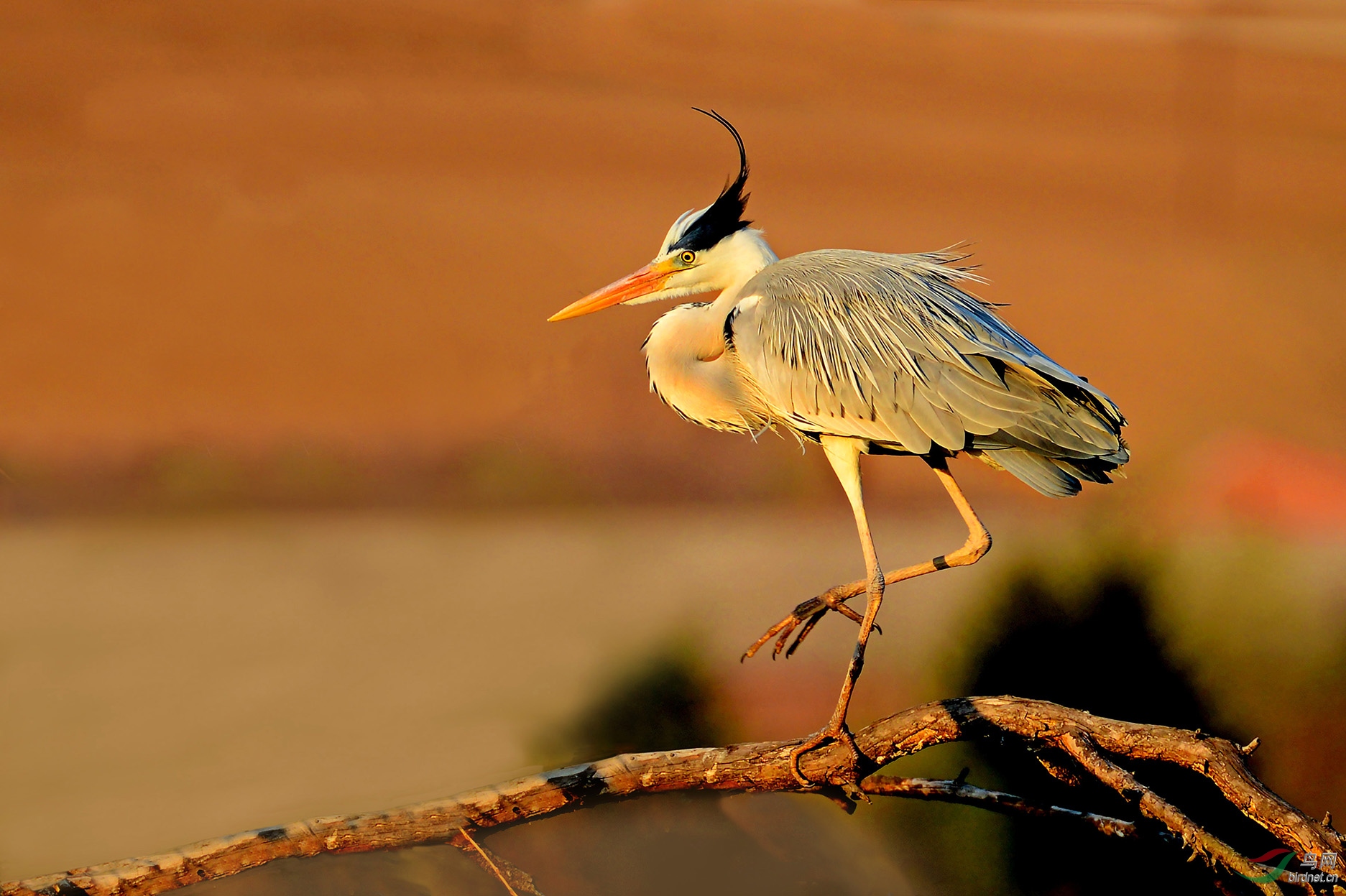 幕色回巢(苍鹭)